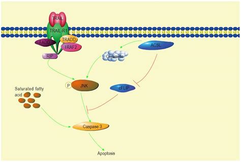 Long-chain acyl-CoA synthetase in fatty acid metabolism involved in ...