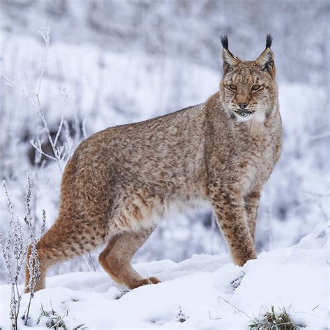 Eurasian Lynx (Lynx lynx) | about animals