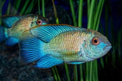 Electric Blue Acara Care Guide & Species Profile | Fishkeeping World