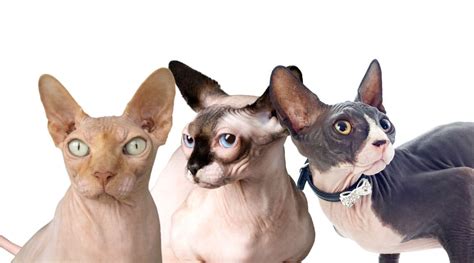 Sphynx Cat Colors: 8+ Varieties Of This Bald Breed - Love Your Cat