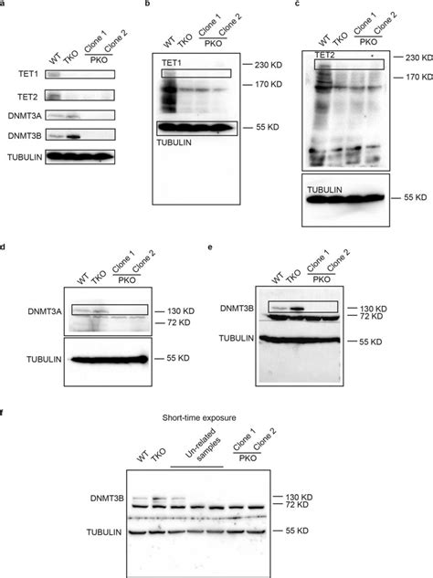 Original uncropped Western blot gel for Extended Data Fig. 1b a–e ...