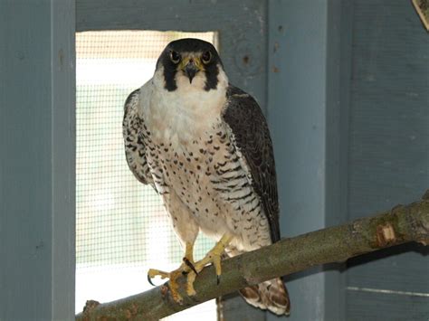 Peregrine Falcon Hunting Technique