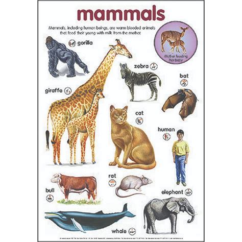 Mammals Poster - Step4