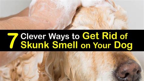 7 Clever Ways to Get Rid of Skunk Smell on Your Dog