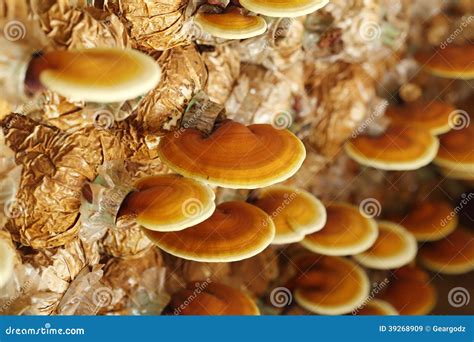 Lingzhi mushrooms stock image. Image of health, moist - 39268909