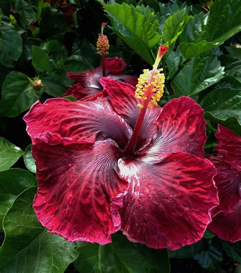 Hawaiian Hibiscus by joeyartist on DeviantArt