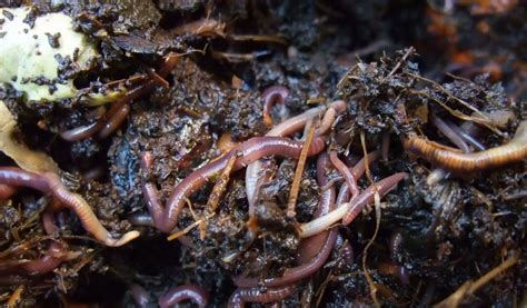 Worms - Facts, Diet & Habitat Information