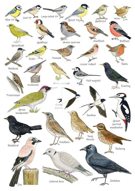 British Garden Birds Identification A5 Card Postcard, Art Print | Bird ...