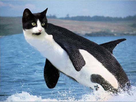 Shamu the Killer Cat - Picture | eBaum's World