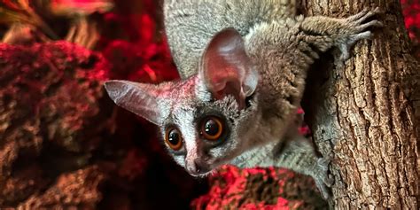 Southern lesser galago | Smithsonian's National Zoo and Conservation ...