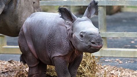 Baby Rhinoceros