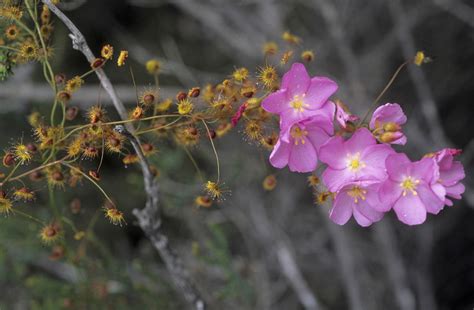 Flower Gallery :: Droseraceae :: 756_06