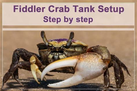 How to Set up a Fiddler Crab Tank - Shrimp and Snail Breeder