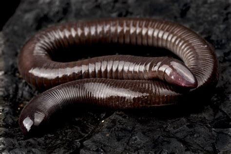 10 Slithering Caecilian Facts - Fact Animal