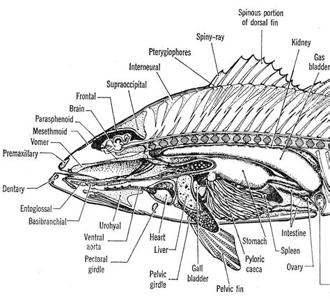 Parts of a fish - The Australian Museum Fish Anatomy, Fish Fin, Fish ...