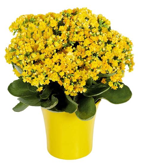 Yellow Kalanchoe Plant - USAFLorist.com