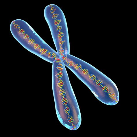 chromosome 3d model