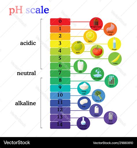 Ph scale diagram with corresponding acidic Vector Image