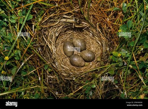 Skylark, eurasian skylarks (Alauda arvensis), Songbirds, Animals, Birds ...