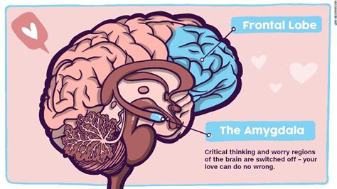 Your brain on love: A chemical high - CNN