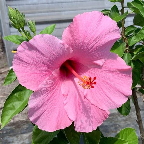 OnlinePlantCenter 3 Gal. Seminole Pink Tropical Hibiscus Flowering ...