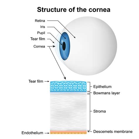 What Does The Cornea Do? | Eye Consultants of Fargo