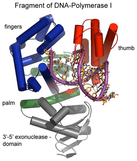 Difference Between Endonuclease and Exonuclease | Definition ...