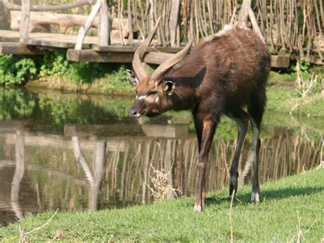 Fun Sitatunga Facts For Kids | Kidadl