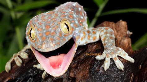 Tokay Gecko Bite: How Much Does It Hurt? More Than You Think | Pet ...