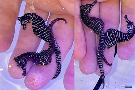 Zebra Seahorse, Real Hippocampus Zebra Collected in Western Australia ...