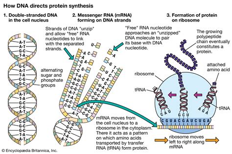 Differences in Dna Composition Among Individuals Within a Given Species ...