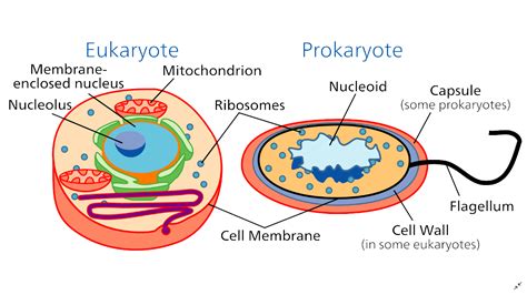 The Plete Genetic Makeup Of An Organism Is Referred To As Its - Mugeek ...