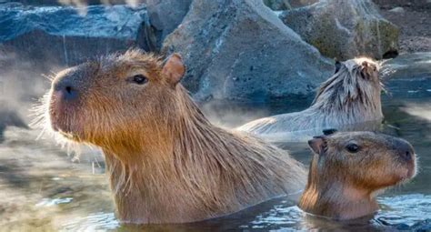 8 Unusual Facts About Capybara Teeth - UntamedAnimals