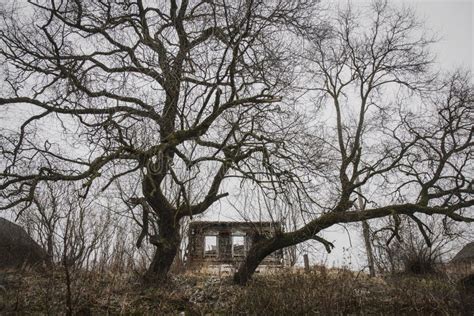 Abandoned and Broken-down House Guarded by Two Huge Trees Stock Photo ...