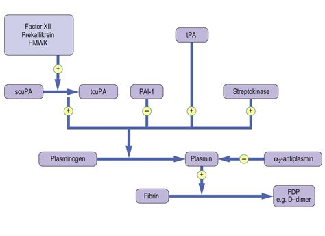 Hemostasis, Coagulation and Thrombolytics in Stroke: The link Between ...