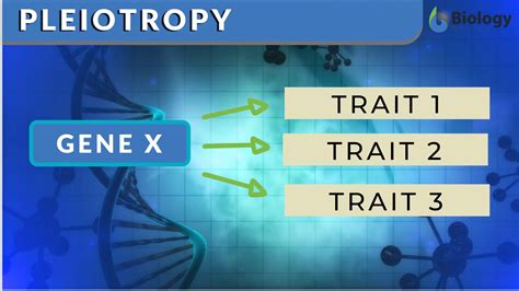 Pleiotropy - Definition and Examples - Biology Online Dictionary