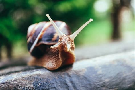 Snail & Slug Facts | Snail & Slug Tips from a Licensed Exterminator