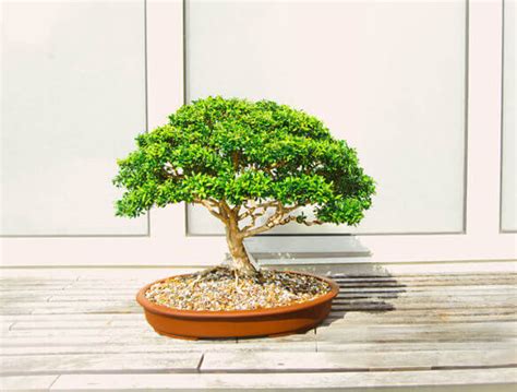 Bonsai Tree Guide | Our House Plants