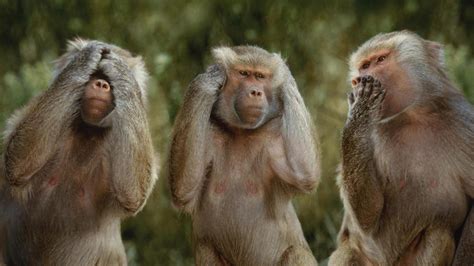 Funny Monkeys Animals wallpaper | funny | Wallpaper Better