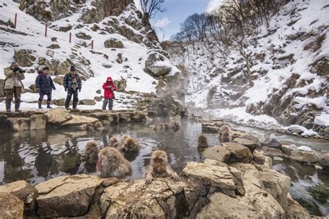 Jigokudani Monkey Park - GaijinPot Travel