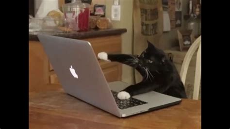 Cat Working At Computer - Working Cat by credok - Meme Center - A ct ...