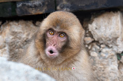 A Lone Baby Snow Monkey - Hokkaido Photo Tour - JAPAN DREAMSCAPES