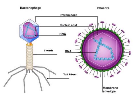 Viruses - Grade 11 Biology Study Guide