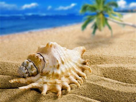 Seashells on the Beach Wallpaper (49+ images)