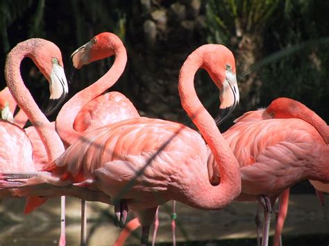 Free Flamingos Stock Photo - FreeImages.com