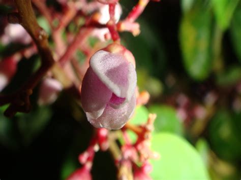 Carambola flower | Averrhoa carambola. The carambola tree is… | Flickr