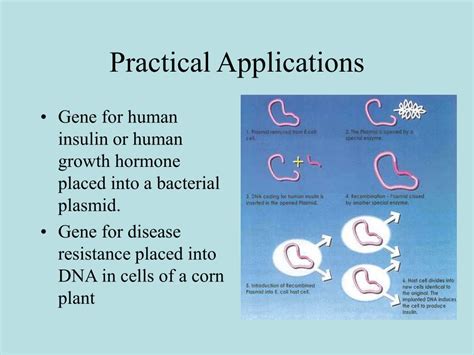 PPT - Restriction Enzymes PowerPoint Presentation, free download - ID ...