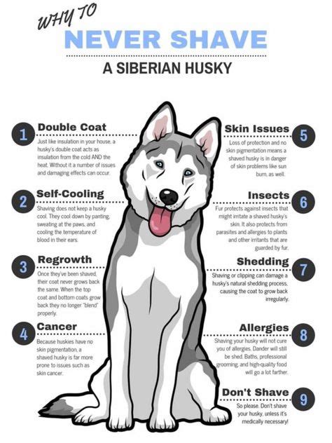 44 Best Husky Training Tips, Husky Breed Information, Raising and ...