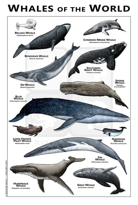 Whales of the World Poster/field Guide - Etsy | Whale, Whale species ...