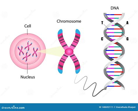 Telomere Chromosome And DNA Vector Illustration | CartoonDealer.com ...